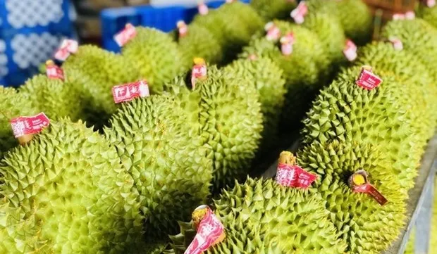 Durian emerging as 'golden fruit' among Vietnam's exports