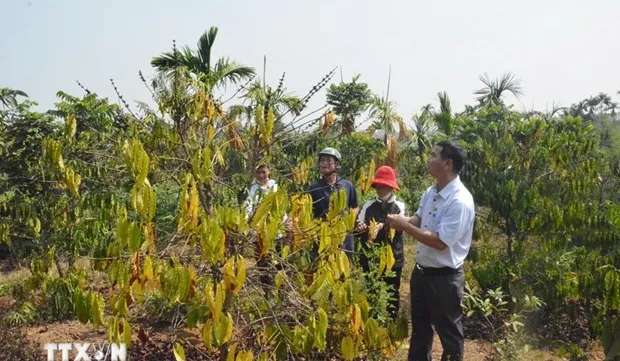 Drought at peak dry season impacts over 20,000ha of farmland