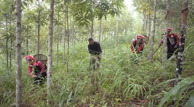 Strengthening forest management, protection and development