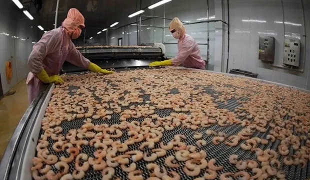 Shrimp producers, exporters earn big from deep processing