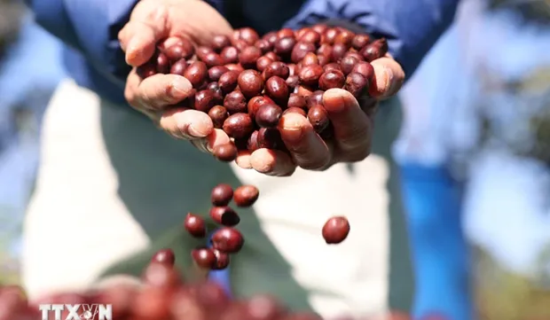 Vietnam – EU’s second biggest coffee supplier in 2023