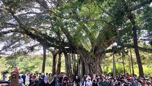 Writing contest on Vietnamese heritage trees launched