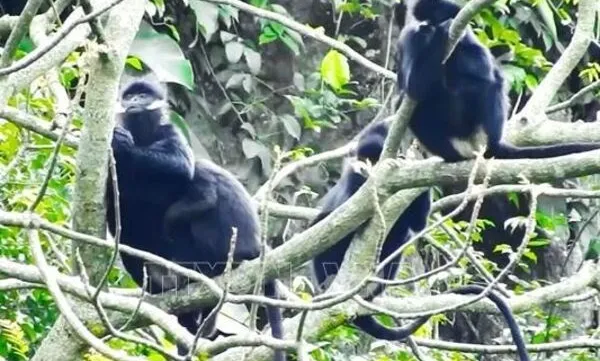 Hatinh langur spotted in Quang Tri