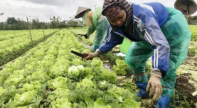 ​Promoting linkage in organic agricultural production chain