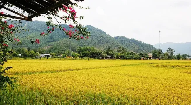 Visiting Da Nang’s commune of Hoa Bac during ripe rice season