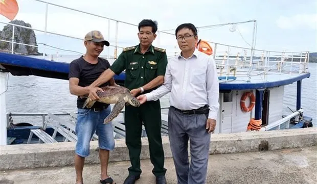 Sea turtle returned to ocean in waters off Kien Giang province