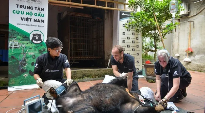 One more Asian black bear rescued in Hanoi