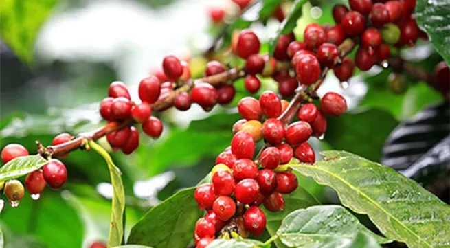 Vietnam posts over 100% growth in coffee exports to Spain