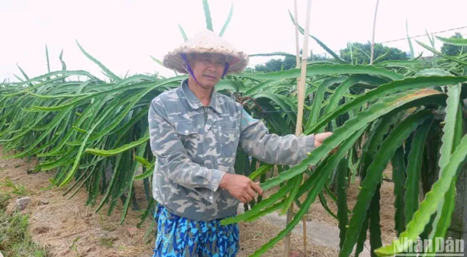 Efficiency from the largest dragon fruit growing area in Hai Phong