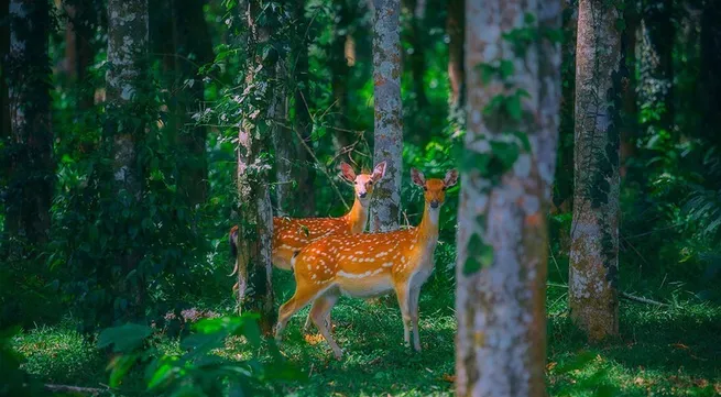 Tour provides night-life experience at Cuc Phuong National Park