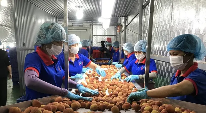 AEON Group to export 30 tonnes of Hai Duong lychee to Japan