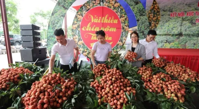 Tan Yen early maturing lychee estimated to reach 15,000 tonnes