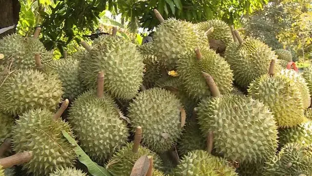 Insiders optimistic about durian export to China