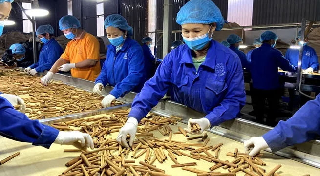 Vietnam's cinnamon exports hits over 96.3 million USD in five months