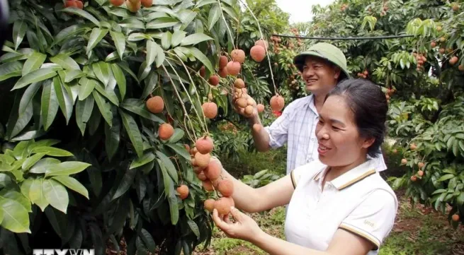 Bac Giang’s lychee reaches out to choosy markets