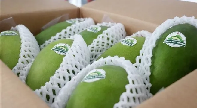 Can Tho exports first green-peel elephant mango to Australia, US