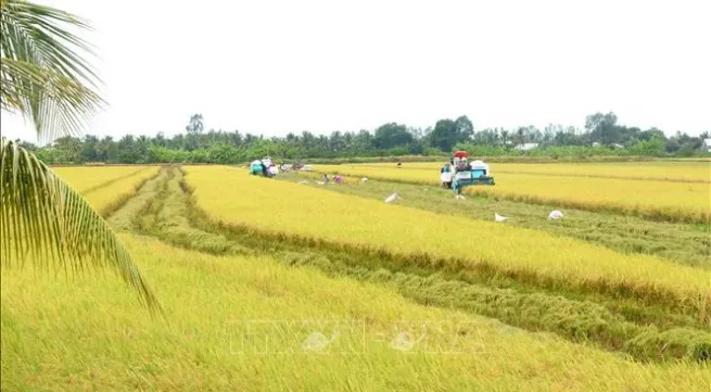 Quality varieties spur Vietnamese rice industry's growth: experts