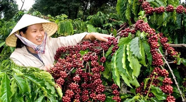 Vietnamese coffee export prices to UK surge