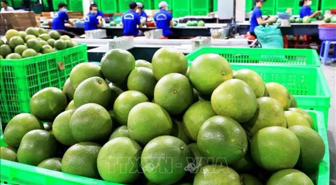 Vietnam’s fresh pomelo licensed to export to RoK