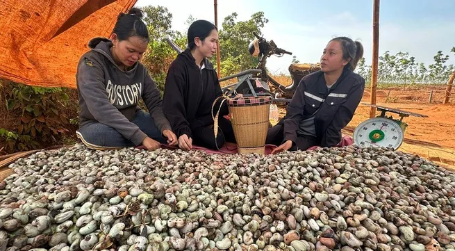 Agricultural programmes benefit people in the northern border areas of the Central Highlands region