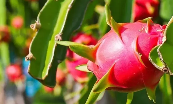 Vietnam aims for higher-value farm exports