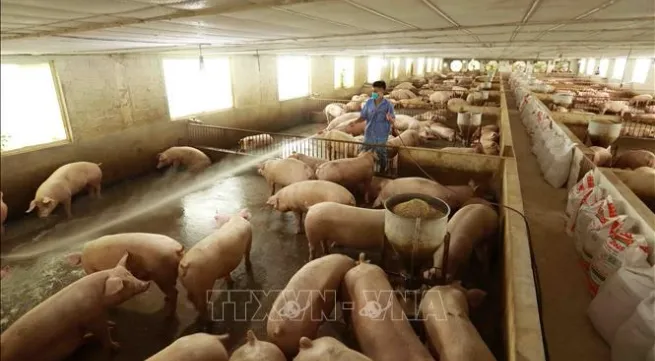 Vietnam aims for 1.5 billion USD target from livestock exports