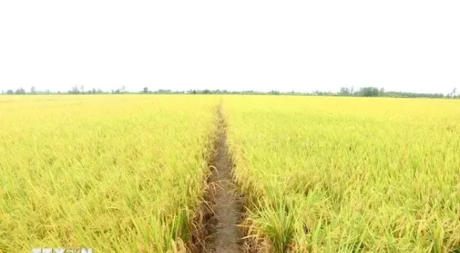Mekong Delta region enjoys growing crop production