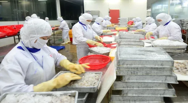 Shrimp exports to the EU market continue to grow