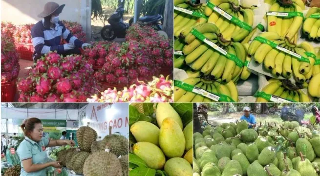 New markets help fruit exports grow to record revenues