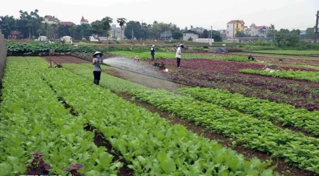 Hanoi focusing on market-oriented agricultural production