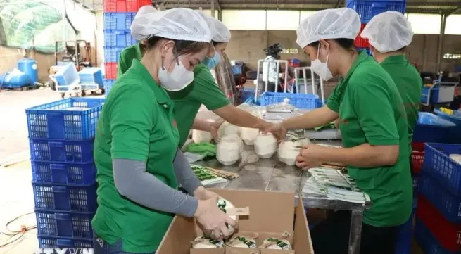 Ben Tre readies conditions for fresh coconut exports