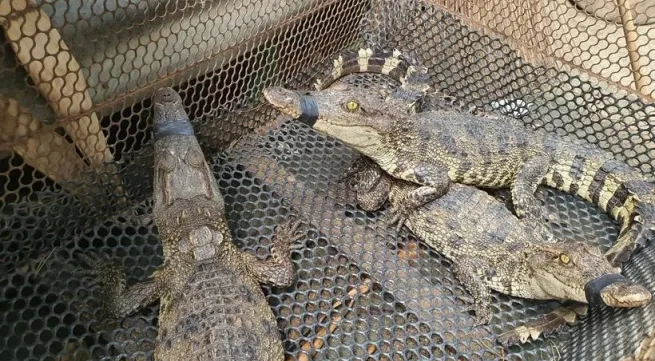 Great opportunity for sustainable development of crocodile farming