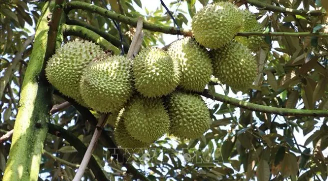 Vietnam's durian dominates fruit exports, outpacing dragon fruit