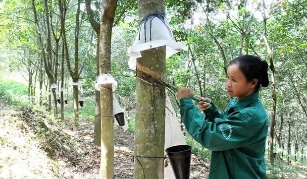 Vietnam's rubber exports reach 1.7 billion USD in eight months