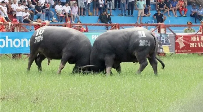 2024 Do Son buffalo fighting festival held