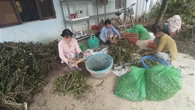 Prices of fresh areca nuts in Vietnam hit record highs due to Chinese demand