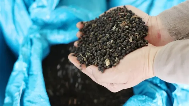 Vietnam's pepper exports down in volume, but surge in value