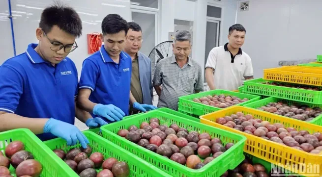 First Vietnamese enterprise exports passion fruit to Australia