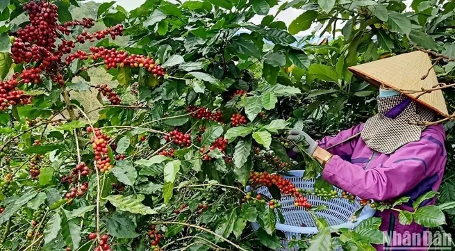 Workshop seeks ways to effectively and sustainably develop coffee industry