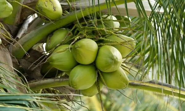 Coconut industry growth revives local livelihoods