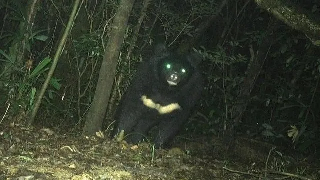 Rare Asiatic black bear found in Quang Tri nature reserve