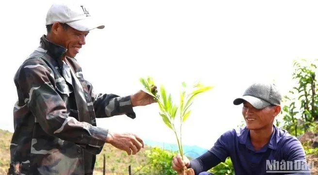 Vibrant reforestation season in mountainous areas