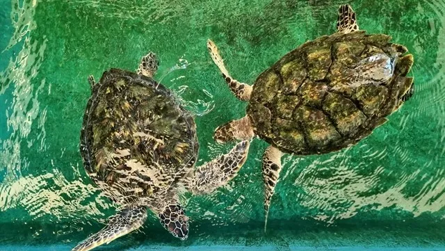 Marine workers, fishermen equipped with sea turtle rescue skills