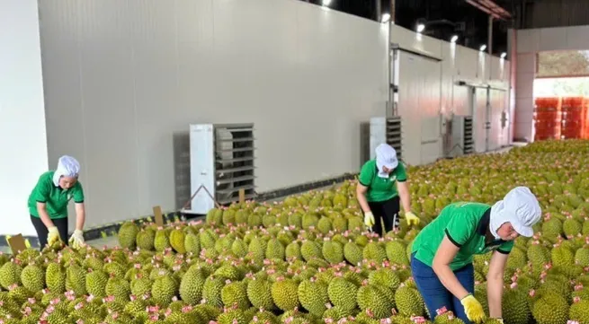 Vietnam’s fruit and vegetable exports on track to reach 7.2 billion USD