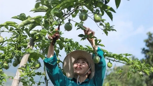 Vietnam expects to officially export passion fruit to US next year