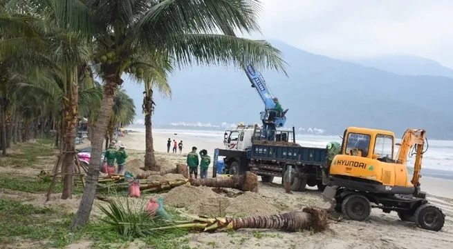 Da Nang greens beaches with hundreds of coconut trees
