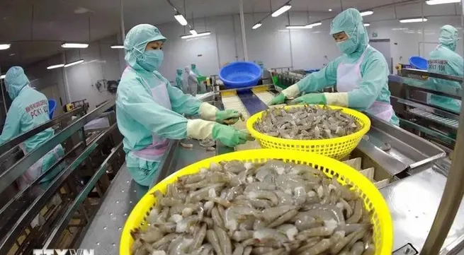Shrimp exports expected to hit 4 billion USD in 2024