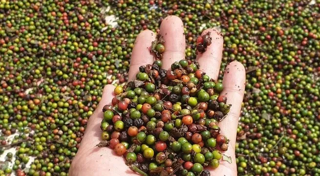 US emerges as biggest consumer of Vietnam's pepper