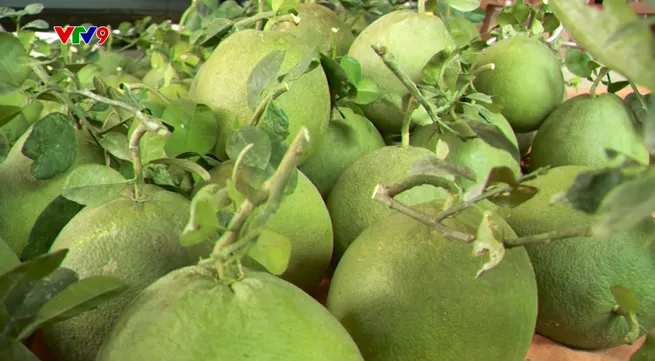 Vietnam's fruit, vegetable exports up nearly 18% in H1