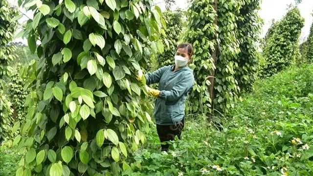 Vietnamese pepper: decline in volume, surge in value